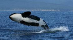 Sailing ships off the coast of Spain and Portugal are attacked by killer whales