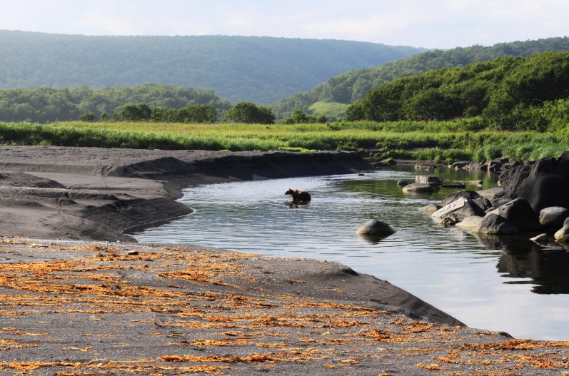 Near the reserve "Volcanoes of Kamchatka" recorded the mass death of marine life