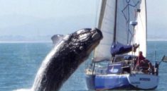 Dangerous fun of sea giants: why whales "jump" on yachts