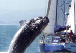 Dangerous fun of sea giants: why whales "jump" on yachts