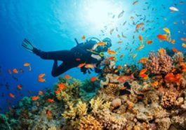 From December 1, South Sinai in Egypt will be open for diving