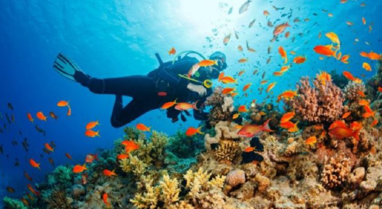 From December 1, South Sinai in Egypt will be open for diving