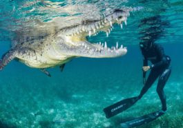 Freediver swam next to a giant crocodile and filmed it