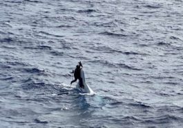 American drifted for two days at sea on an overturned boat