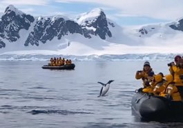 In Antarctica, a penguin jumped into a boat with tourists