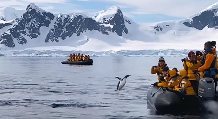 In Antarctica, a penguin jumped into a boat with tourists