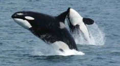 Curiosity or aggression: four killer whales attacked the boat and broke her steering wheel