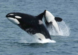 Curiosity or aggression: four killer whales attacked the boat and broke her steering wheel